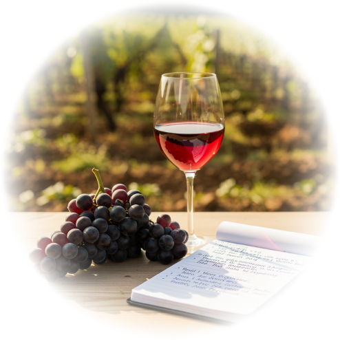 calidad de uva y vino