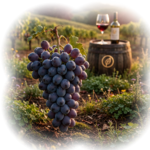 regenerative vineyard golden hour