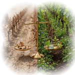 vineyard balance scale